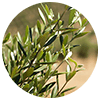 olive leaves